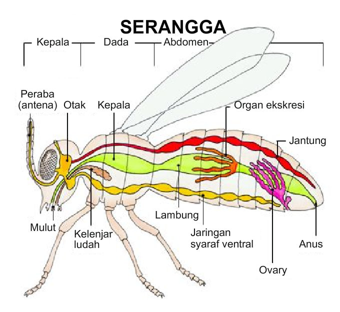 Gambar Hewan  Invertebrata Contoh Waouw